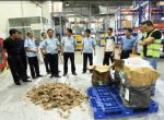Bắt giữ hơn 1 tấn vảy tê tê, ngà voi tại sân bay Nội Bài